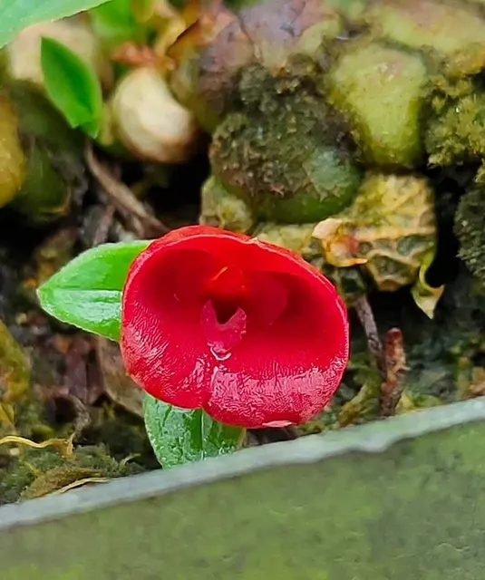 Porpax thaithongiae