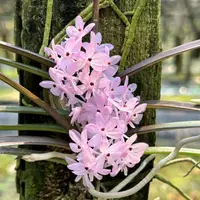 Ascocentrum christensonianum