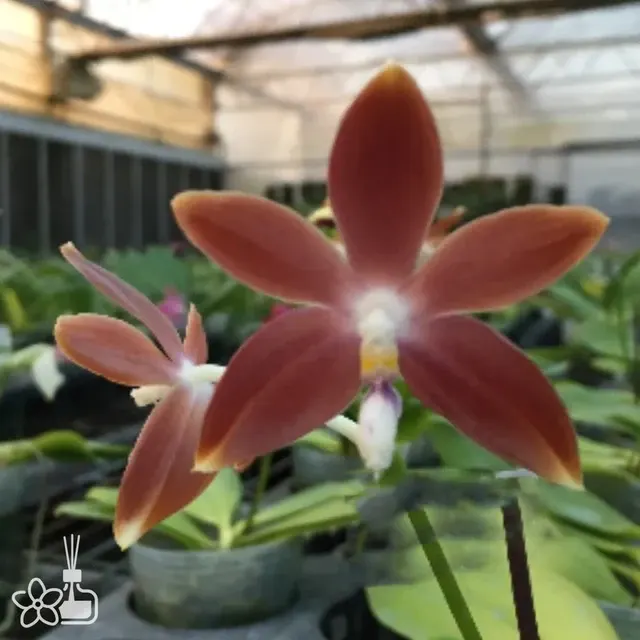 Phalaenopsis tetraspis 'All Chocolate'