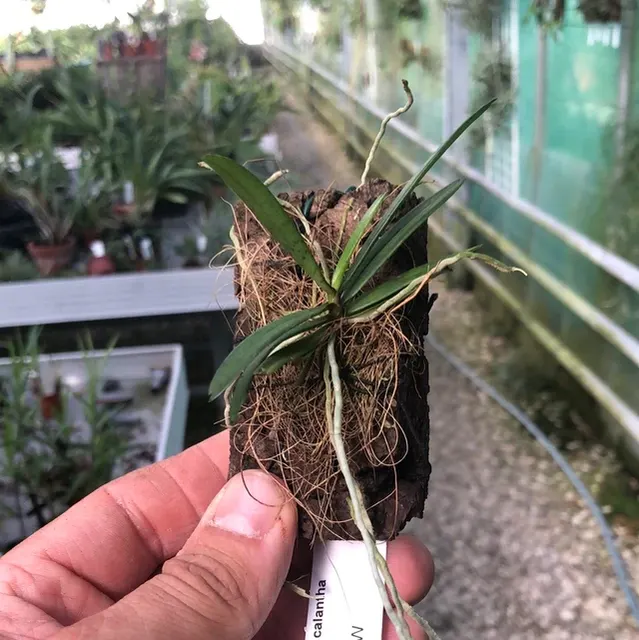 Aerangis calantha