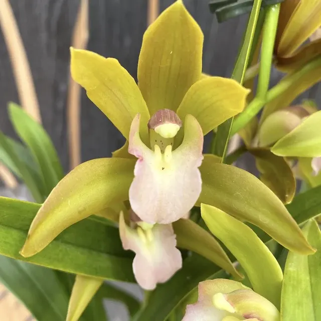 Cymbidium Tiger Tail - Parfumat 'Fairy Dance'