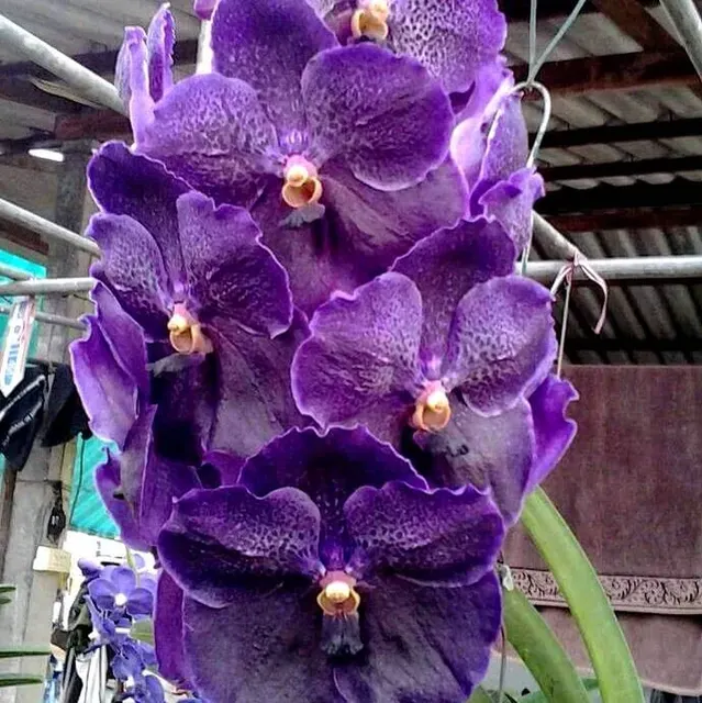 Vanda Pure's Wax Blue (Vanda)