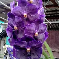 Vanda Pure's Wax Blue