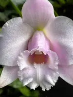 Laelia alaori