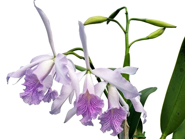 Cattleya Amazone F. Coerulea