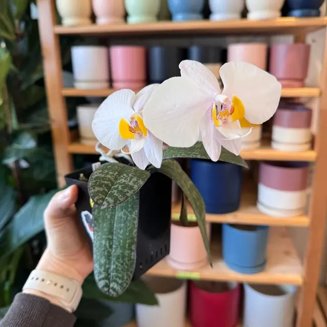 Phalaenopsis philippinensis 'Panay'