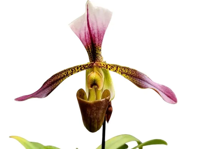 Paphiopedilum Hitchiti (Paphiopedilum)