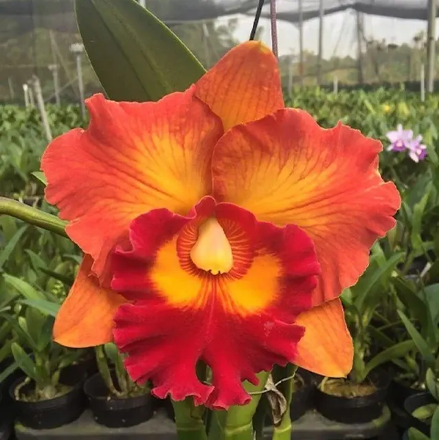 Rhyncholaeliocattleya Nakornchaisri Delight 'No. 2' (Rhyncholaeliocattleya)