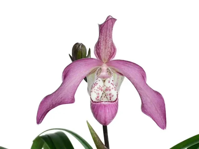 Phragmipedium Peter Croezen (Phragmipedium)