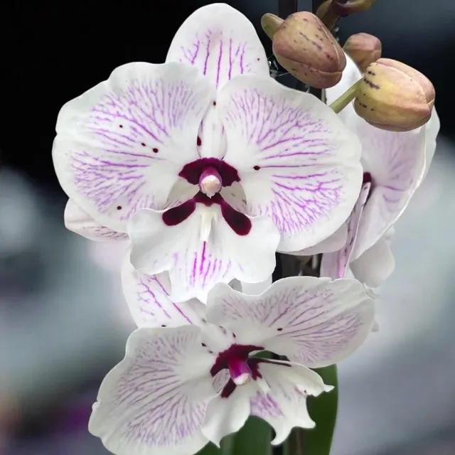 Phalaenopsis ‘Limited 98’ Big Lip