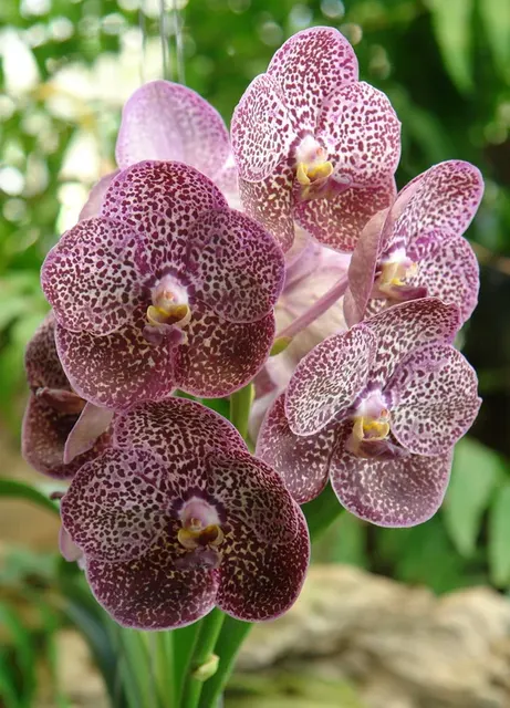 Vanda Kulwadee Fragrance #27