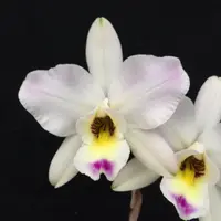 L. anceps 'SanBar Marble King' AM/AOS X L. anceps 'Dark Lip' — Cal-Orchid Inc.