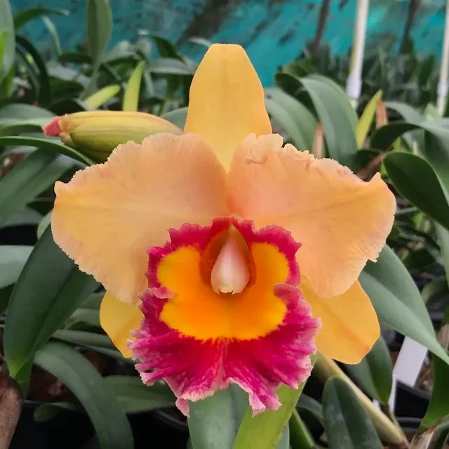 Rhyncholaeliocattleya Stitch Labs 'Volcano Sunset' (Rhyncholaeliocattleya)