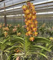 Aeridovanda Suwannaphum Sunshine (purple lip)