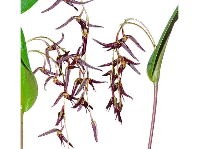 Pleurothallis ankyloglossa (Pleurothallis)