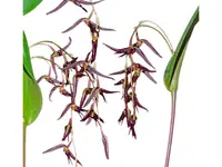 Pleurothallis ankyloglossa