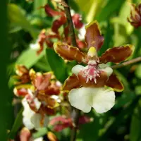 Oncidium Jairak Fragrant
