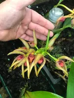 Bulbophyllum aeolium
