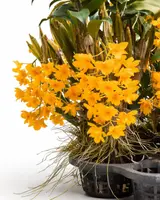 Dendrobium griffithianum
