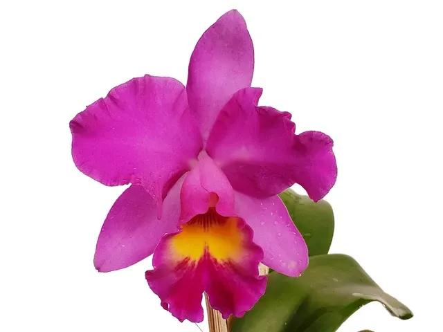 Rhyncholaeliocattleya Diego Aquino (Rhyncholaeliocattleya)