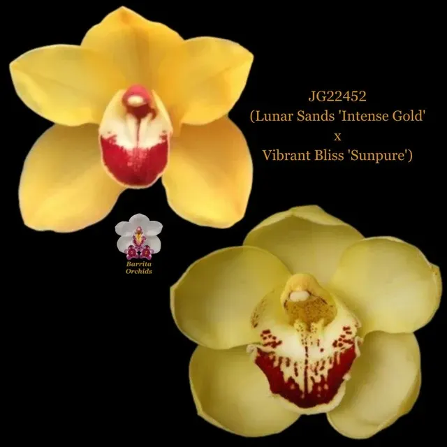 Cymbidium Lunar Sands 'Intense Gold' x Vibrant Bliss 'Sunpure' (Cymbidium)