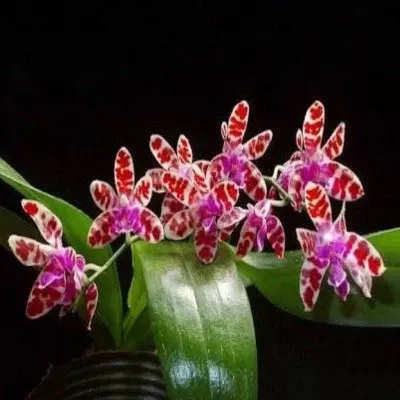 Phalaenopsis mariae sp (Phalaenopsis)