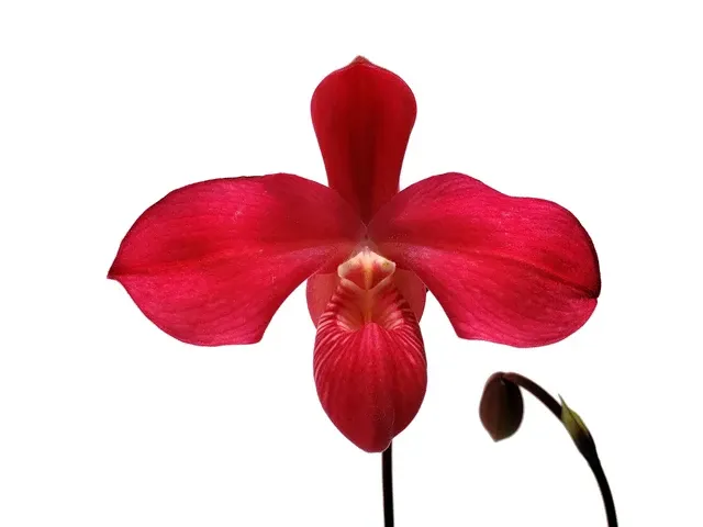 Phragmipedium Fritz Schomburg (Phragmipedium)