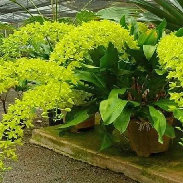 Grammatophyllum scriptum var. citrinum (Grammatophyllum)