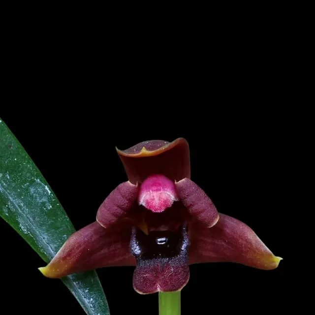 Maxillaria variabilis 'Black'