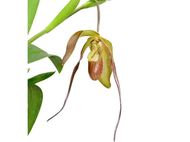 Phragmipedium pfitzerianum (Phragmipedium)