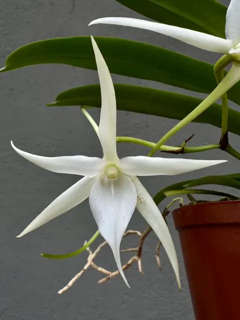 Angraecum Kruger Pearl (Angraecum)