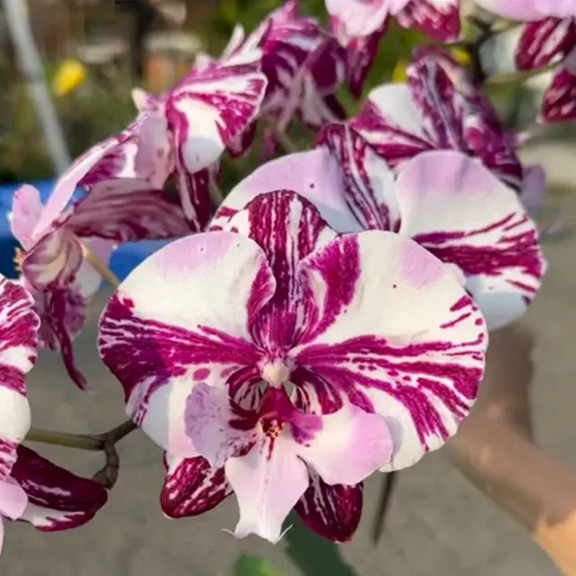 Phalaenopsis MS RocknRolla
