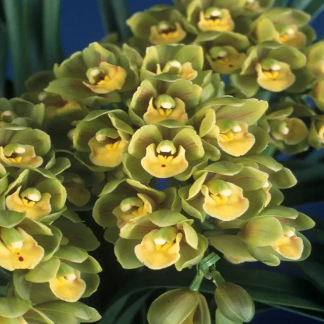 Cymbidium Sunshine Falls 'Butter Ball'