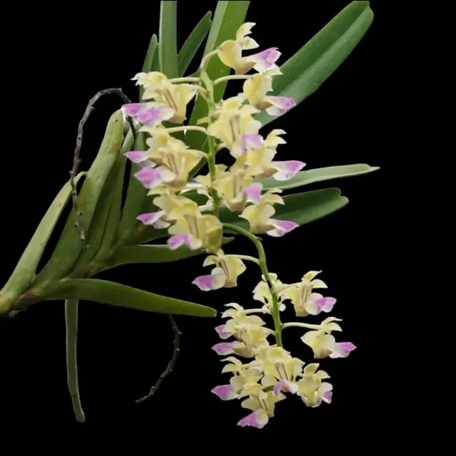 Aerides houlettiana (Aerides)