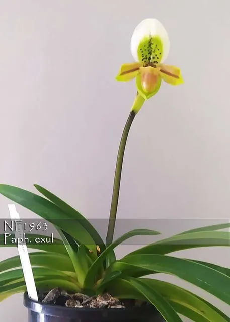 Paphiopedilum exul 'Phuket' (Paphiopedilum)