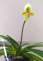 Paph. exul (exul ' Phuket' AM/AOS x self)