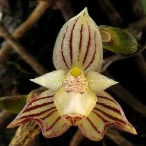 Bulbophyllum ambrosia sp (Bulbophyllum)