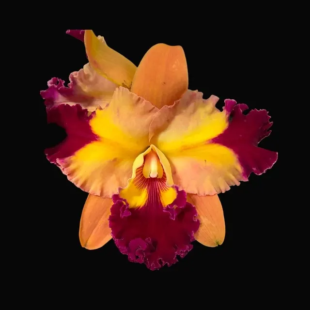 Rhyncholaeliocattleya Chief Queen 'Lightning'
