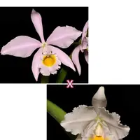 Cattleya eldorado (concolor Clori × S1301) 2.5"