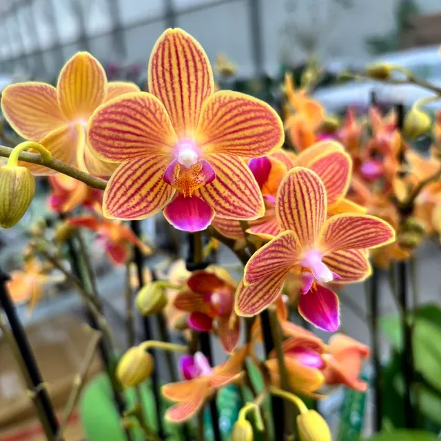 Phalaenopsis Chingruey's Goldstaff 'Fortune'