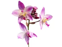 Spathoglottis Far Out Freckles
