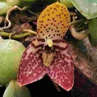 Trias - Bulbophyllum cambodiana sp.