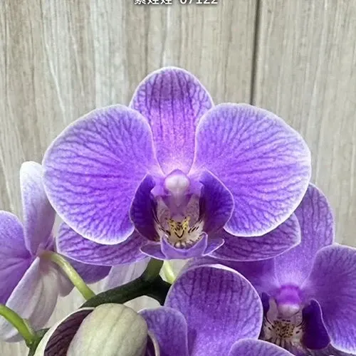 Phalaenopsis Younghome Purple Baby '07122' (Phalaenopsis)