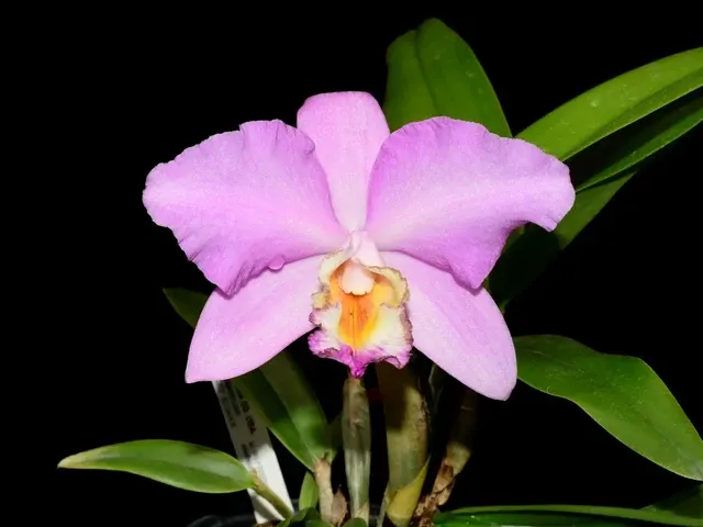 Rhyncholaeliocattleya Barbara Podmore (Rhyncholaeliocattleya)