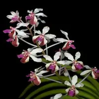 Vanda lamella-4N sp.