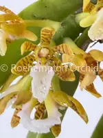 Acampe praemorsa (syn papillosa)