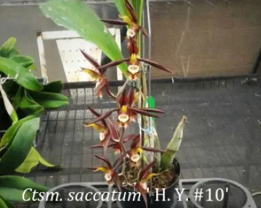 Catasetum saccatum 'H.Y. #10' (Catasetum)