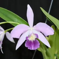 Cattlianthe Heidi Kirkpatrick