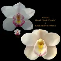 Cymbidium Seedling JG22353 (Darch Classic 'Claudia' x Keith Johnson 'Softest')
