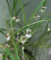 Ornithophora radicans